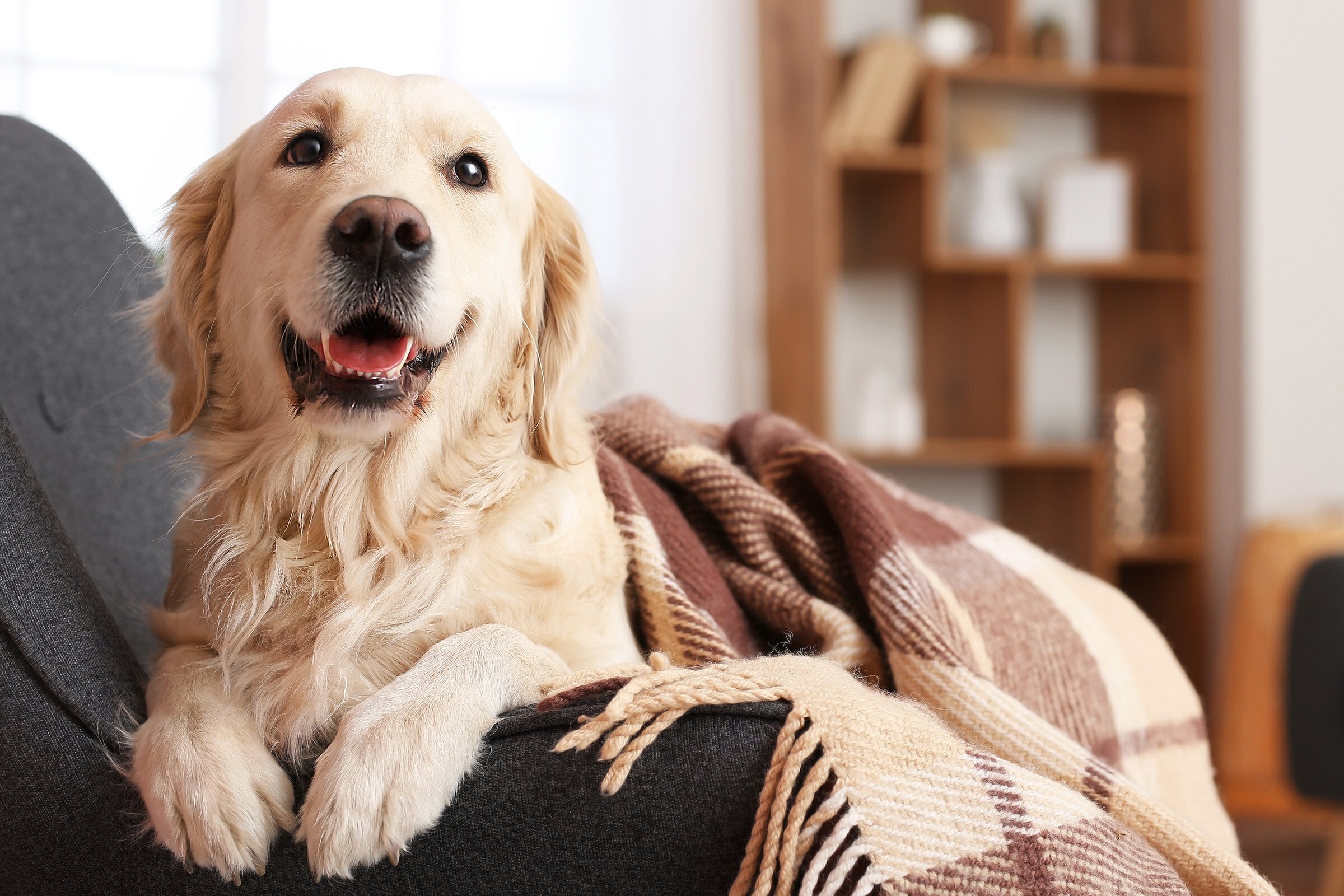 dog in knit blanket - reduced